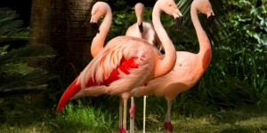 flamingos_at_flamingo