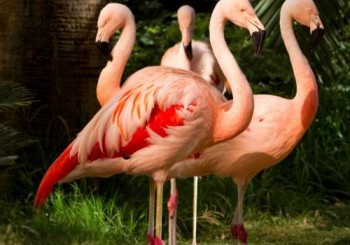 flamingos_at_flamingo